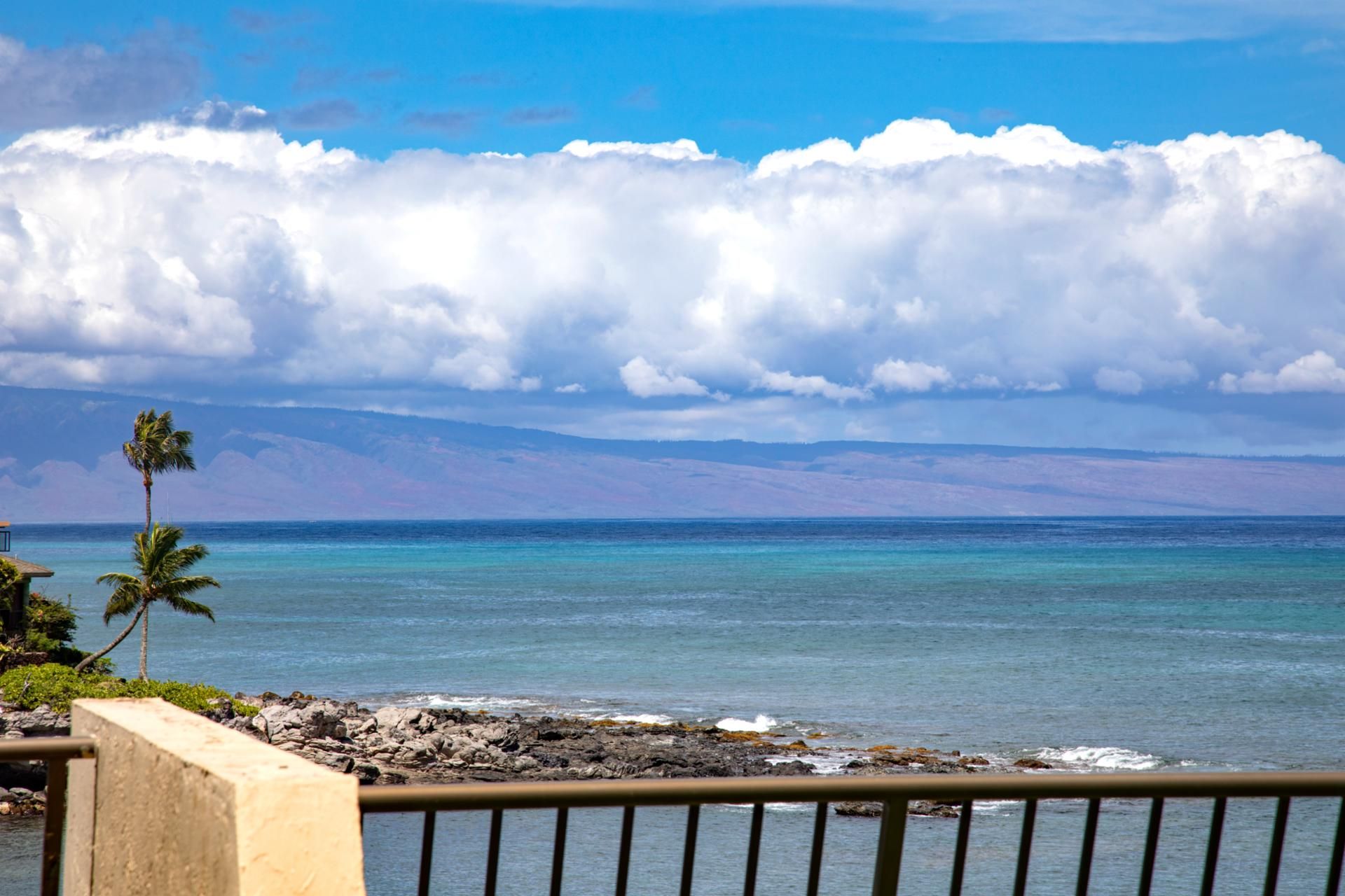 A coastal view with a clear sky, a palm tree, and a rocky shoreline.