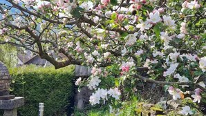 A brick oven structure in a garden setting with blooming trees. - Gîte Familial Alsace 11 pers - BBQ & Panoramic View (Sondernach)