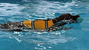 A dog in a pool wearing a yellow life jacket. - Luxury Country Lodge in Bretherton -sleeps 1 Double bed & 1 bed Settee (Leyland)