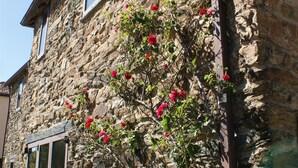 A stone building with a window and a climbing plant with flowers.