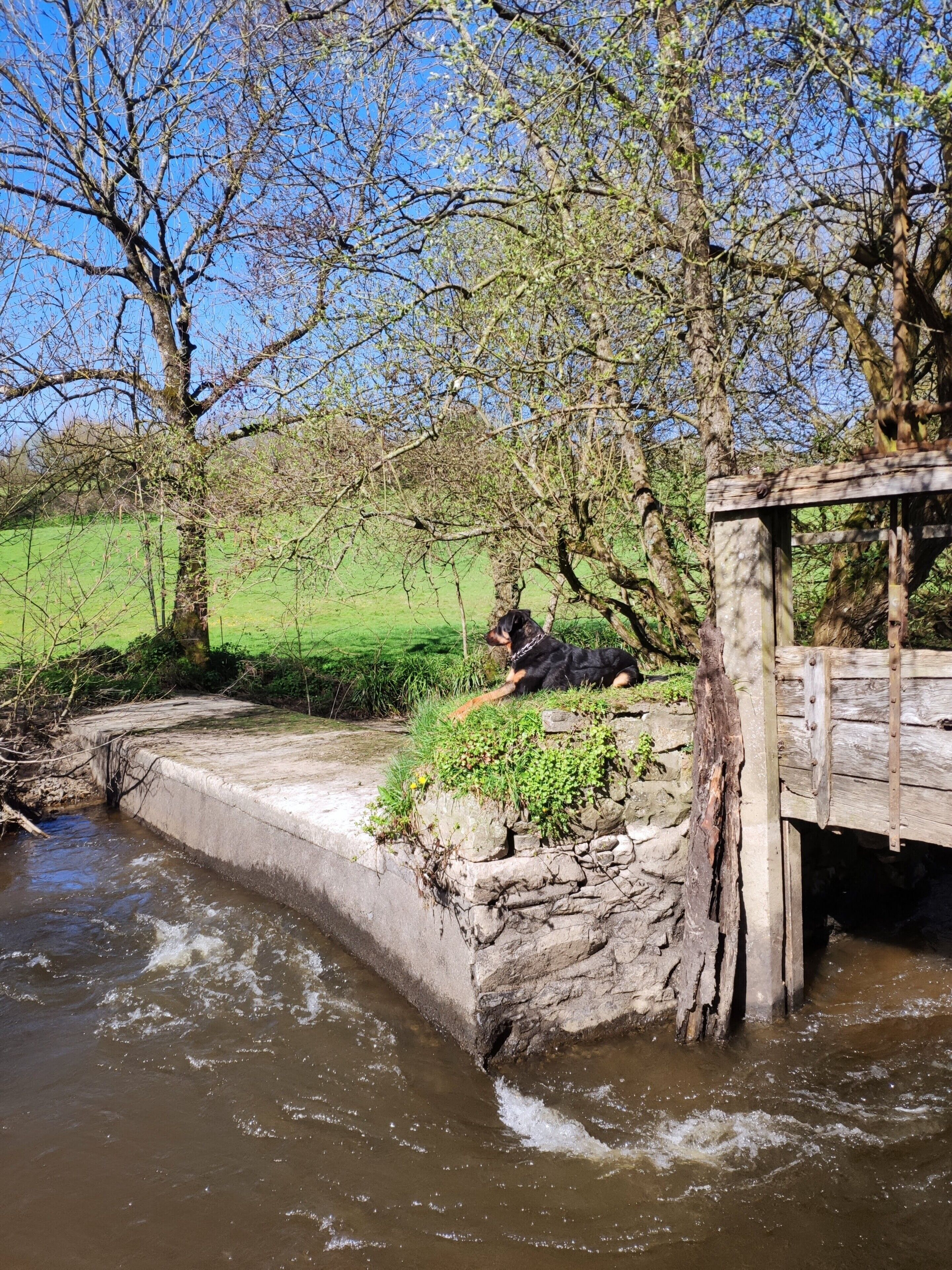 Uma ponte de pedra sobre um riacho, com um cão deitado na beira.