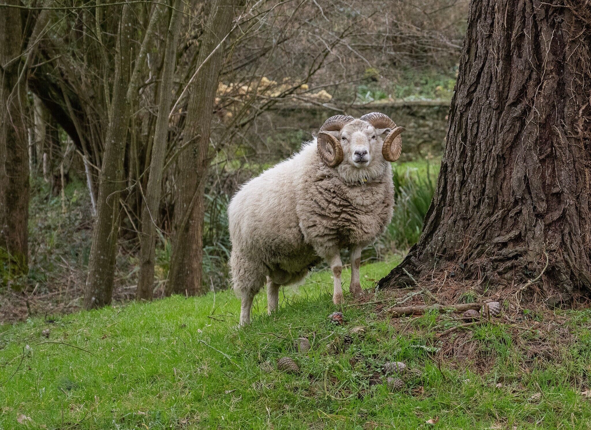A ram in a natural setting with trees and grass.