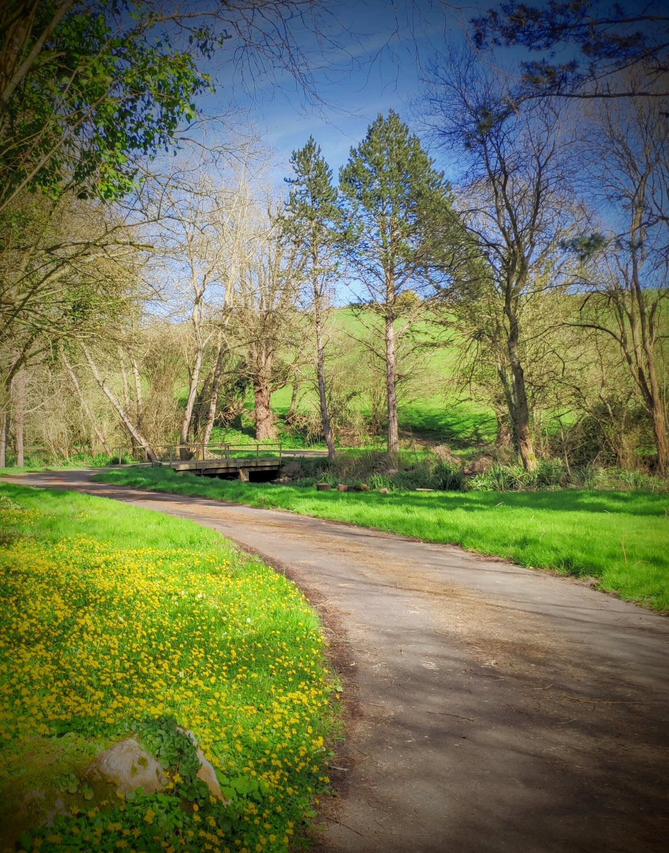 A paved path in a park with green grass and yellow flowers on the side.