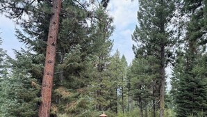 A wooden deck with a railing overlooking a forest of tall pine trees. - Luxurious Home in Magical McCall (McCall)