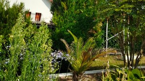 Ein Garten mit verschiedenen Pflanzen und einem Gebäude mit rotem Dach und weißen Wänden.
