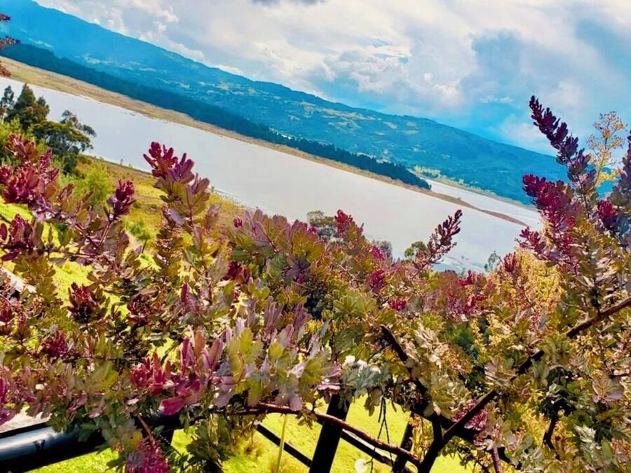 A vineyard with rows of grapevines and a lake in the background.