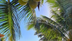 Un jardin luxuriant agrémenté d’une petite construction en briques, d’une variété de plantes et offrant une vue sur des bâtiments éloignés.