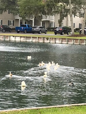 A pond with ducks and a concrete barrier.