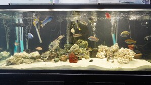 A large aquarium with various fish and coral decorations. - Melwood Suites Unit 107 Studio (Pittsburgh)