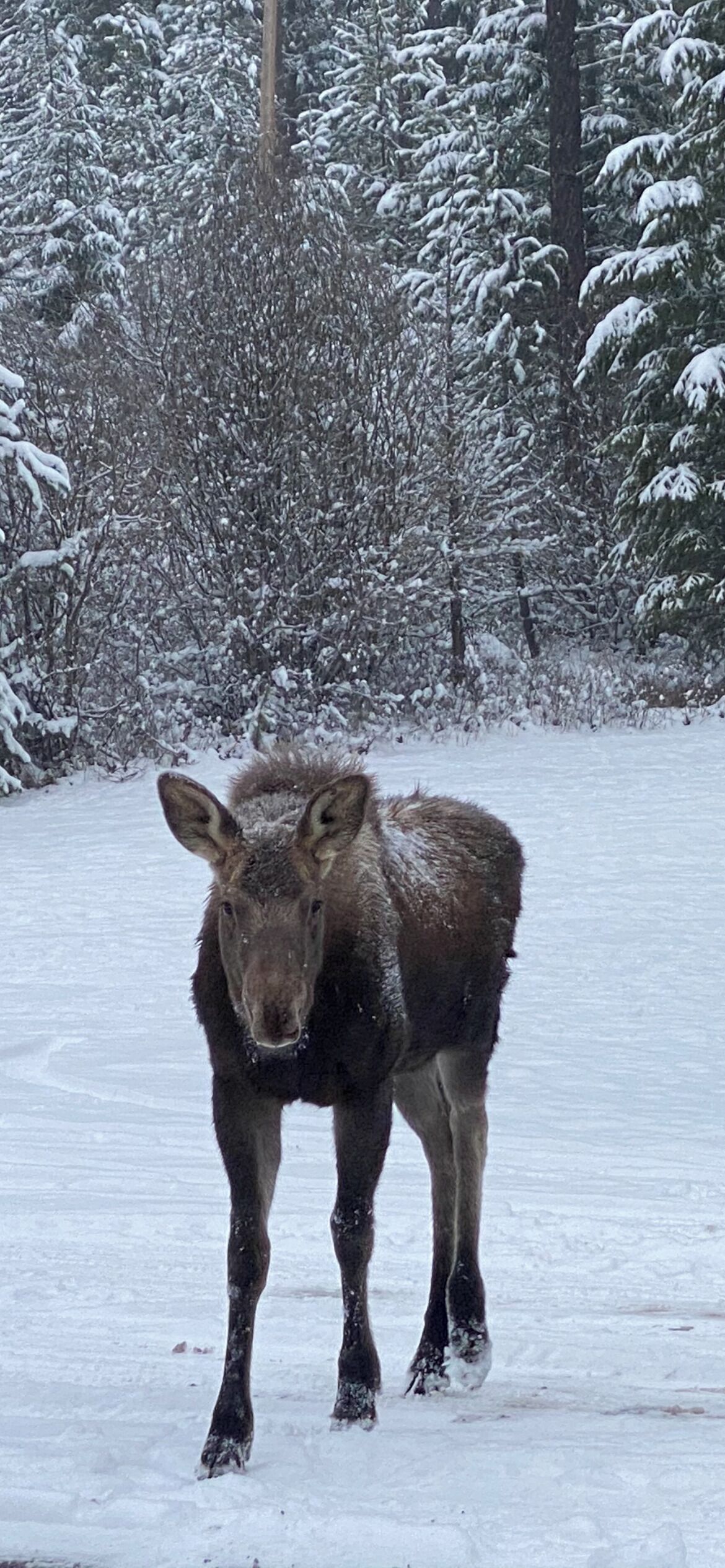 A moose standing in a snowy forest.