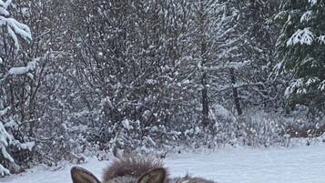 A moose standing in a snowy forest.