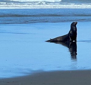 Una foca en la playa con olas al fondo.