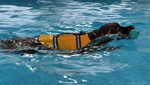Een hond in een zwembad, gekleed in een gele reddingsvest.