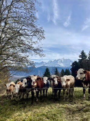 Un troupeau de vaches dans un champ verdoyant, avec une montagne en arrière-plan.