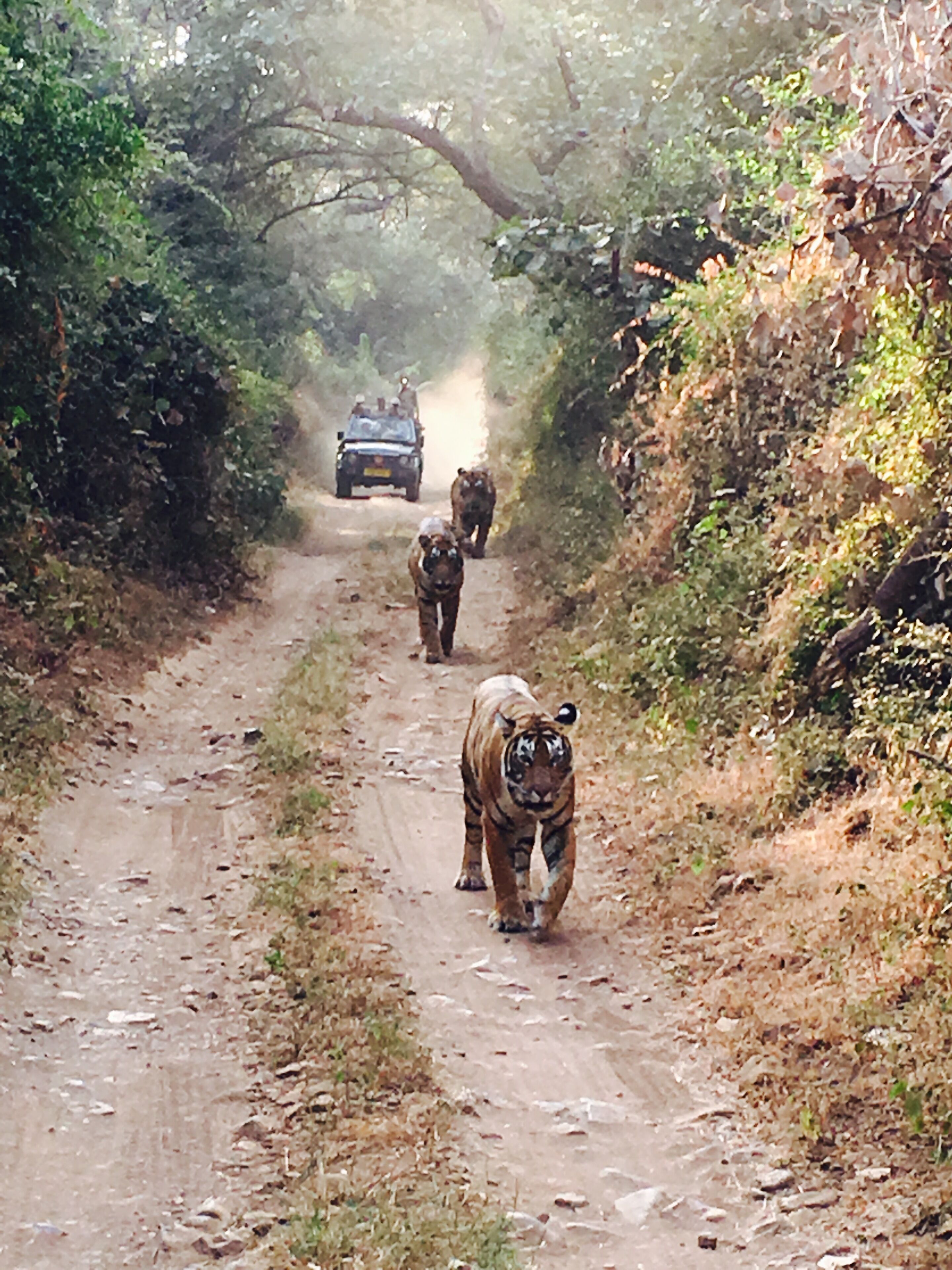 Un chemin de terre avec un véhicule et trois tigres.
