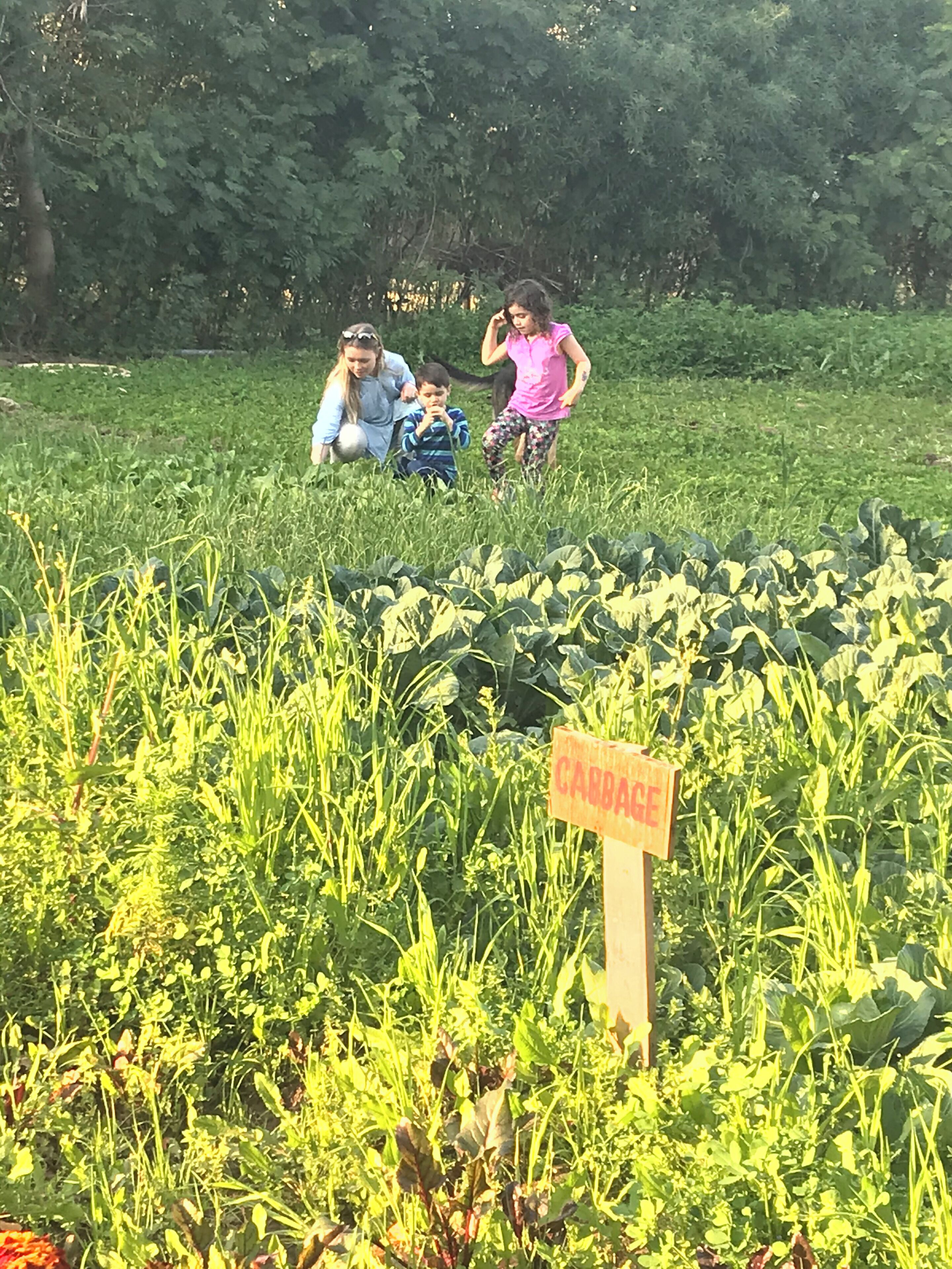A vegetable garden with a sign indicating 'CARROUGE'.