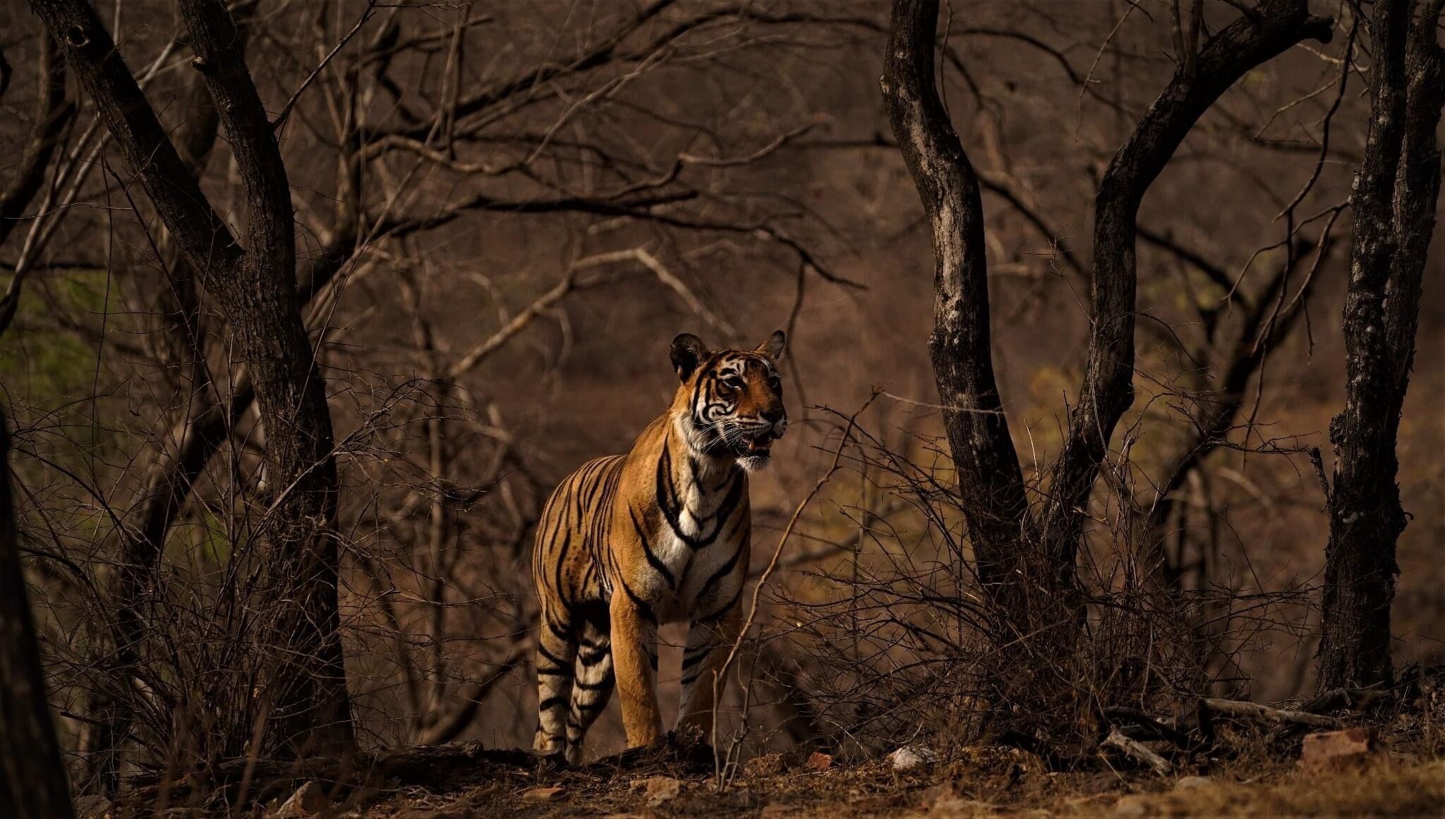 A tiger in a forested area with bare trees and underbrush.