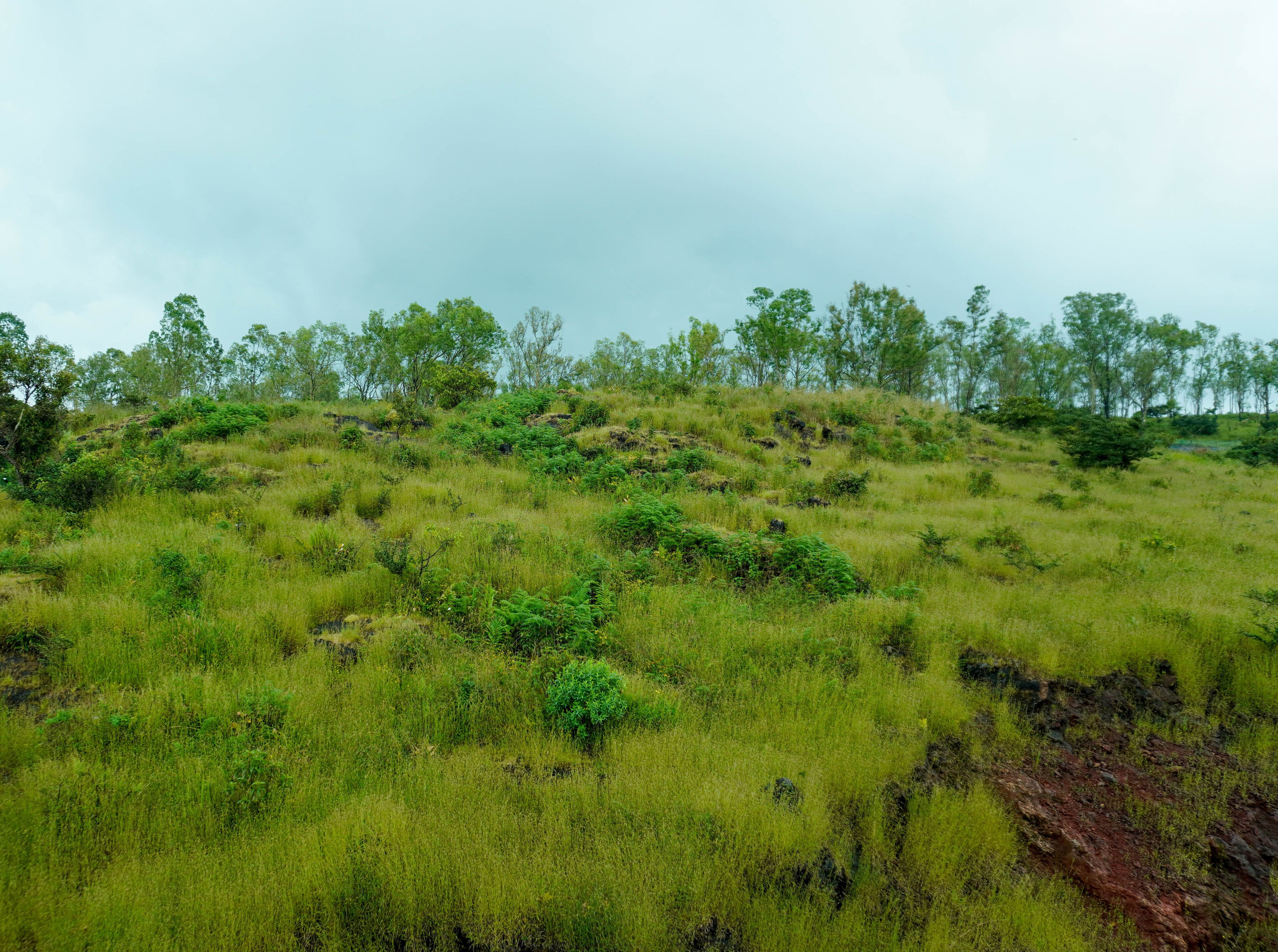 A grassy hillside with scattered trees and a cloudy sky.