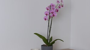 Een houten bureau met een potorkidee en een witte mok.