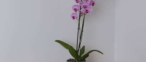 Standard Apartment | Living area