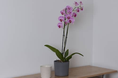 Apartament estàndard | Sala d'estar