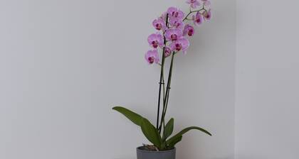 Urban Stay Apartments Vienna