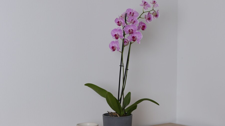 Urban Stay Apartments Vienna