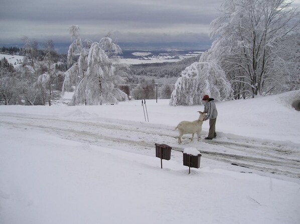 A snowy landscape with a person and a goat on a road. - Apartment Pavla With 3 Bedrooms and 1 Bathrooms (Jachymov)