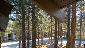 A view from a covered area with tall pine trees, a paved road, and a building in the background.