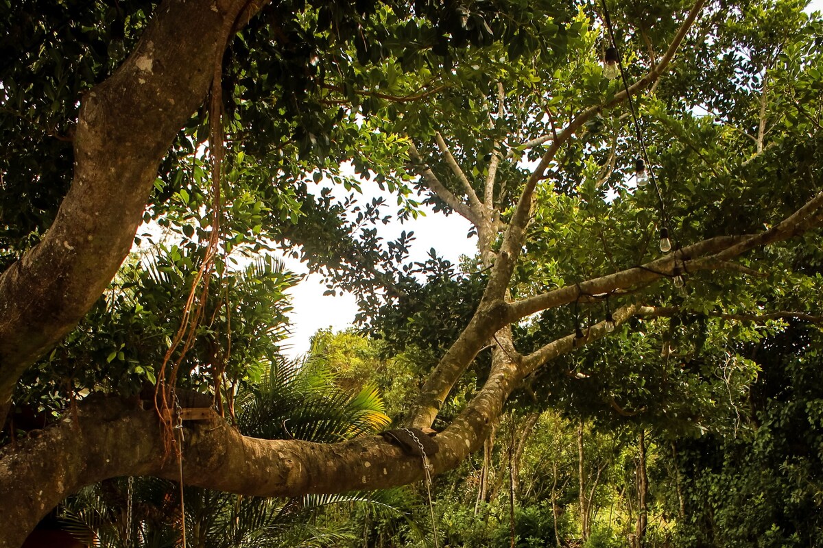 Une chaise à bascule en bois sous un grand arbre, une petite table blanche avec une bouteille et des fruits, et une couverture à carreaux.