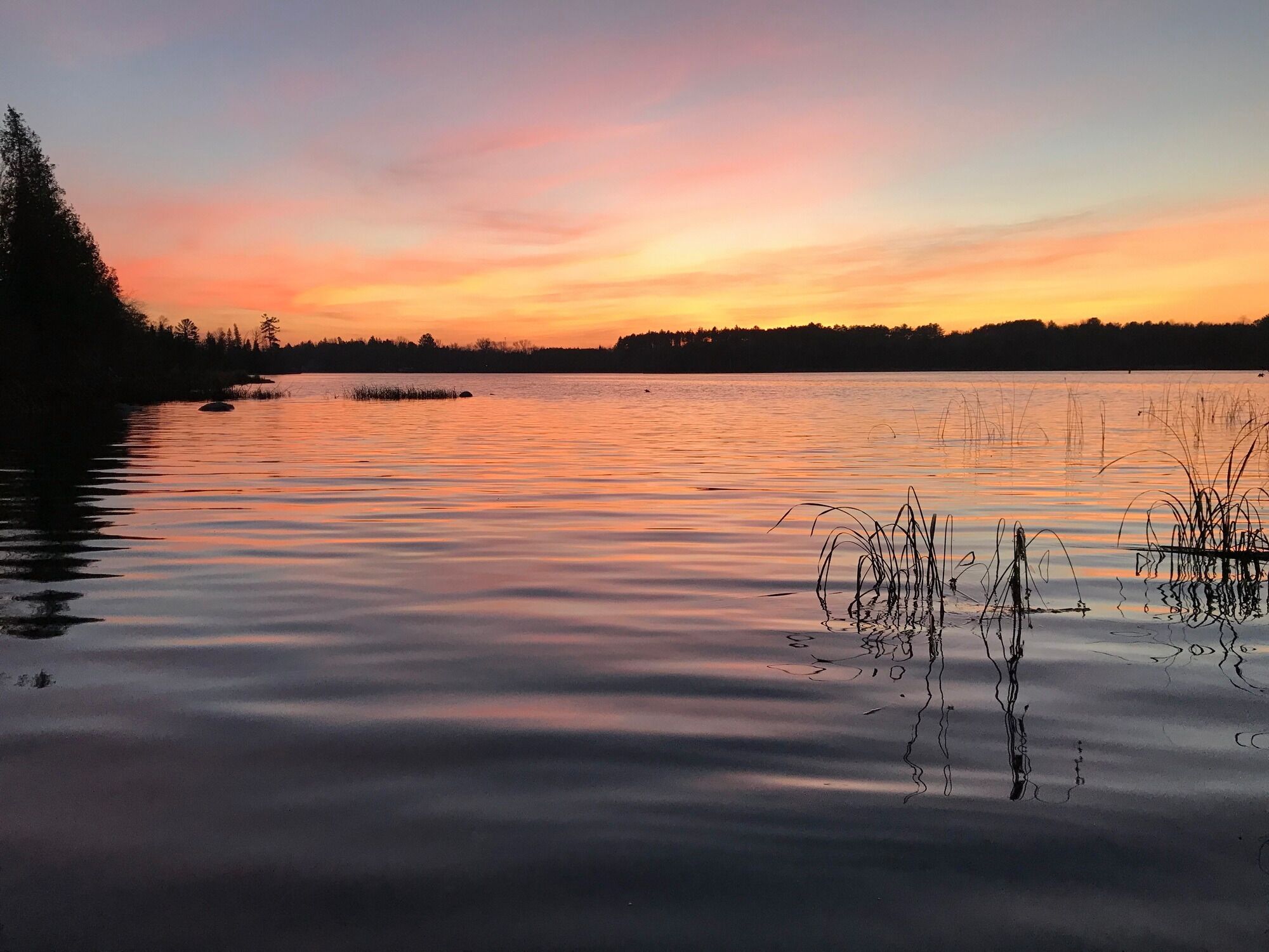 Un lago tranquilo al atardecer, con la silueta de árboles y juncos en primer plano.