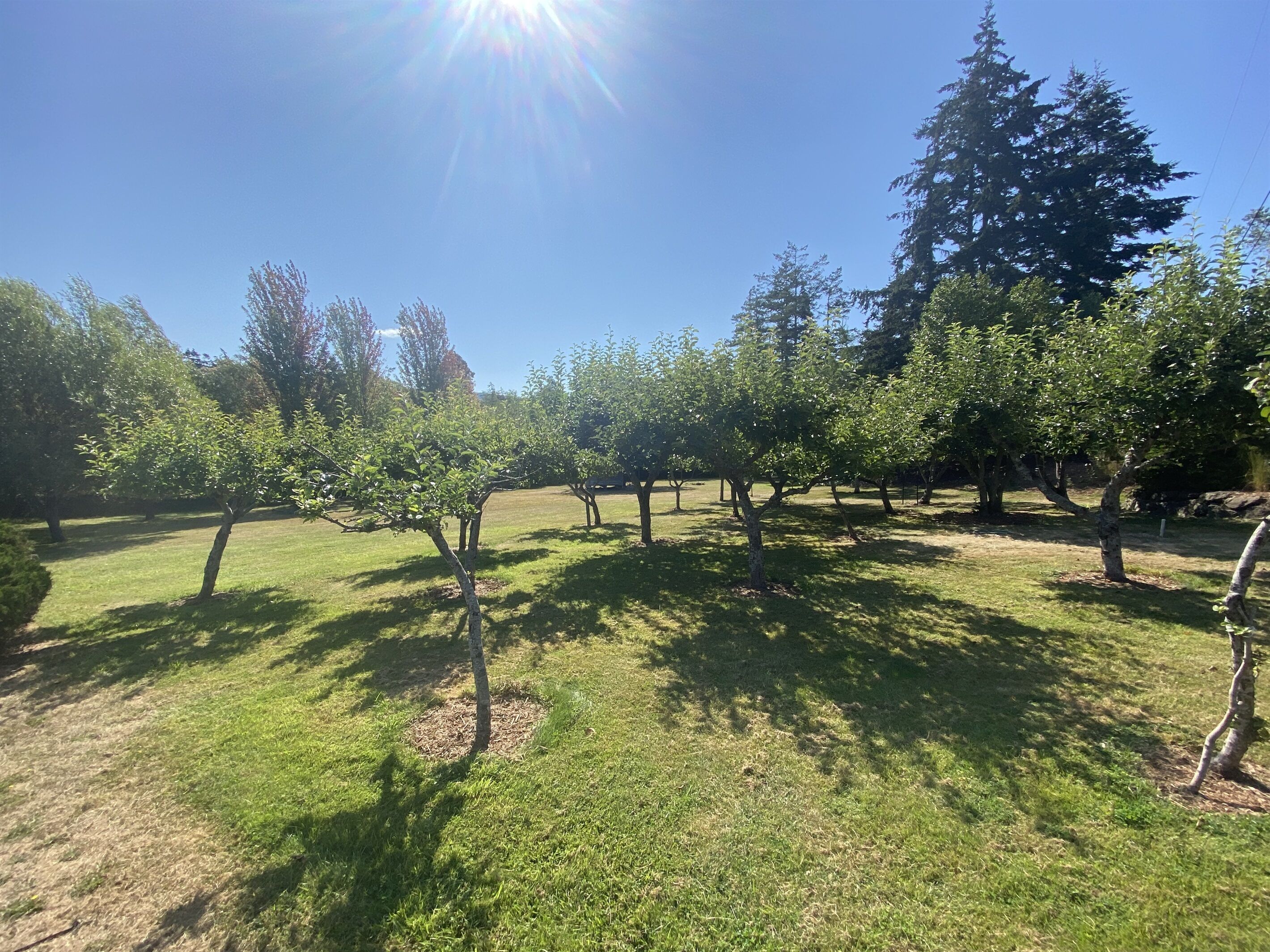 Un verger bien entretenu, avec des arbres régulièrement espacés et un ciel dégagé.