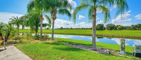 A serene landscape with palm trees, a pond, and a concrete path.