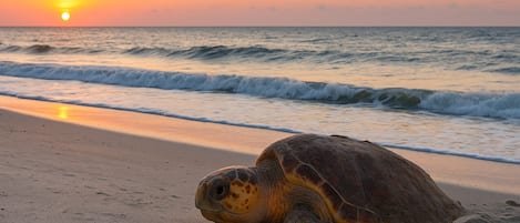 Plage à proximité, parasols, serviettes de plage, surf