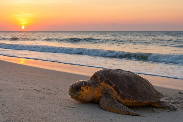 Beach nearby, beach umbrellas, beach towels, surfing - Beach 5 Villas - Immaculate 300 steps from the Ocean (Fernandina Beach)