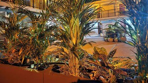 A well-lit outdoor area with a variety of plants, including palm trees and other tropical foliage. - Beach 5 Villas - Immaculate 300 steps from the Ocean (Fernandina Beach)