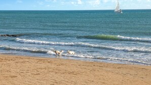 A beach with waves, a sailboat, and seagulls.