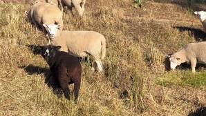 A group of sheep grazing in a dry, grassy field with a wire fence in the background.