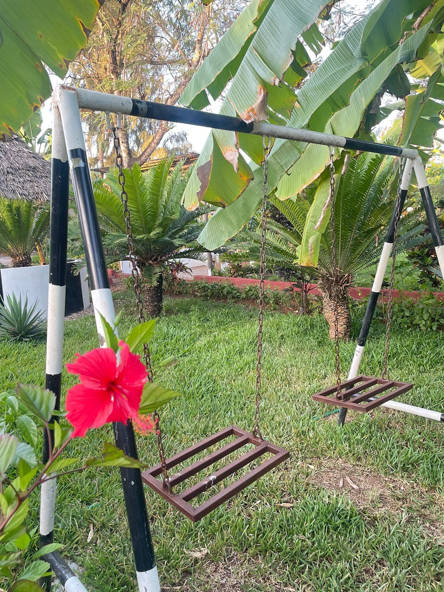Een tuin met een schommel, een hibiscusbloem en bananenbomen.