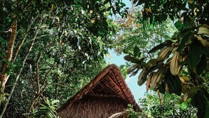 A thatched-roof hut surrounded by dense tropical foliage. - Refugio Monte Oscuro (La Dorada)