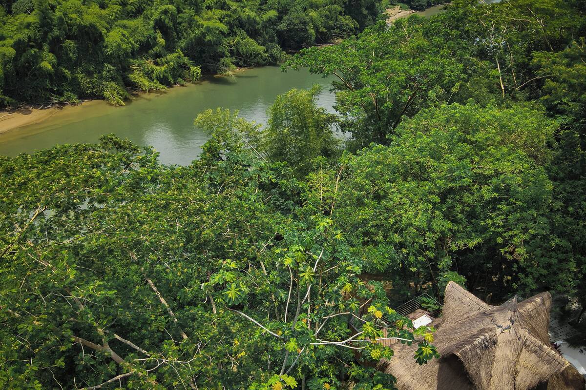 A lush green landscape with a river and dense foliage.