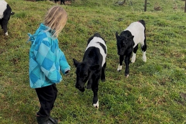 Calves - Welcome to pat, or help feed if you would like to