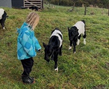 Calves - Welcome to pat, or help feed if you would like to