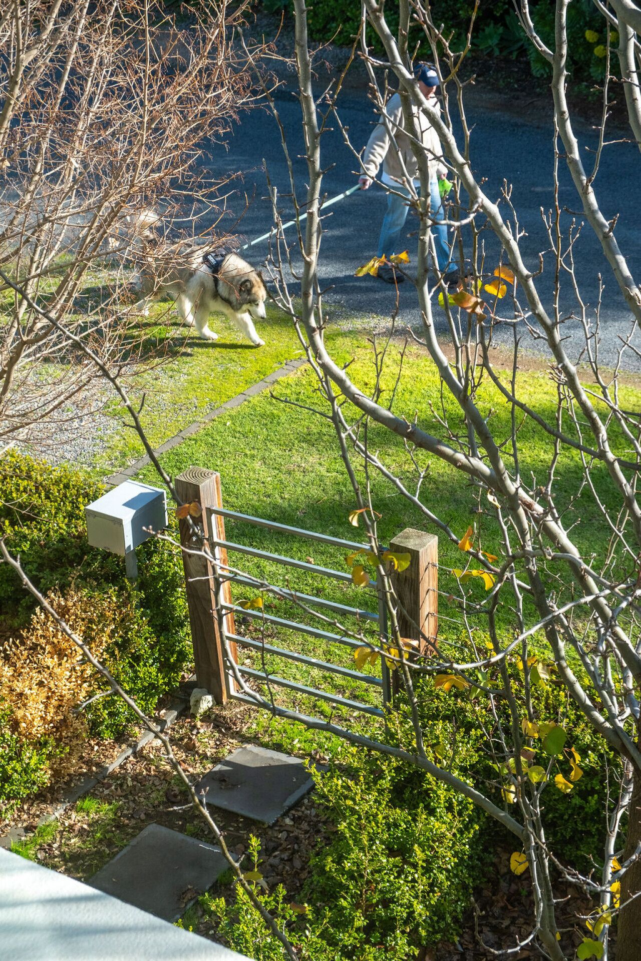 Een omheind terrein met een hond, een brievenbus en een houten paal.