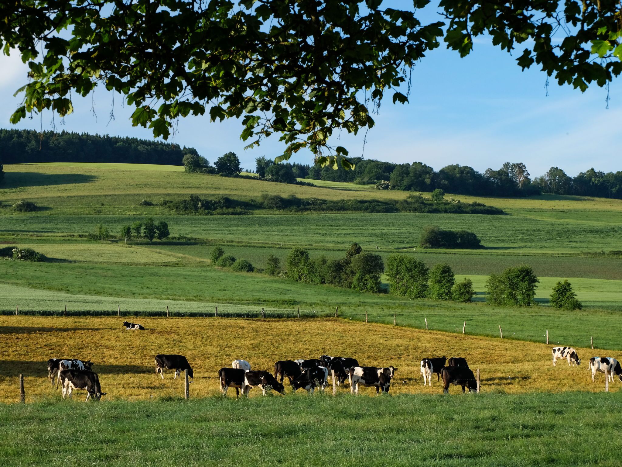 A rural landscape with rolling hills and a herd of cows grazing.