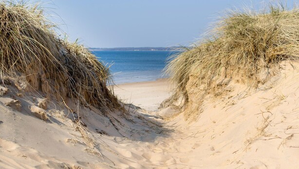 Ein sandiger Strand mit Dünen und freiem Blick auf den Ozean.