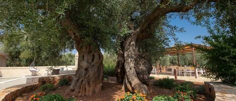 Overnattingsstedets uteområder