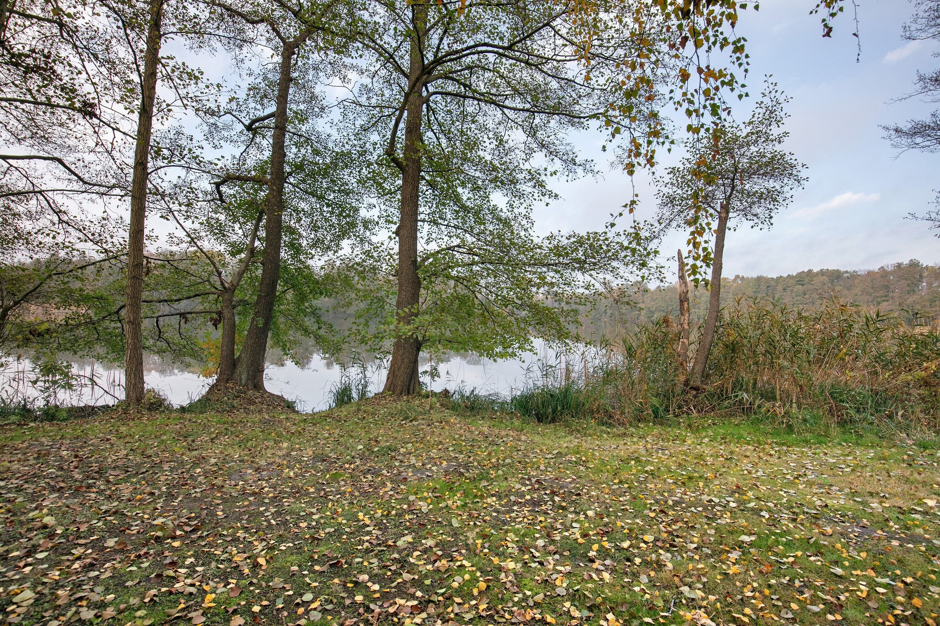 A natural landscape with trees, a body of water, and a grassy area with fallen leaves.