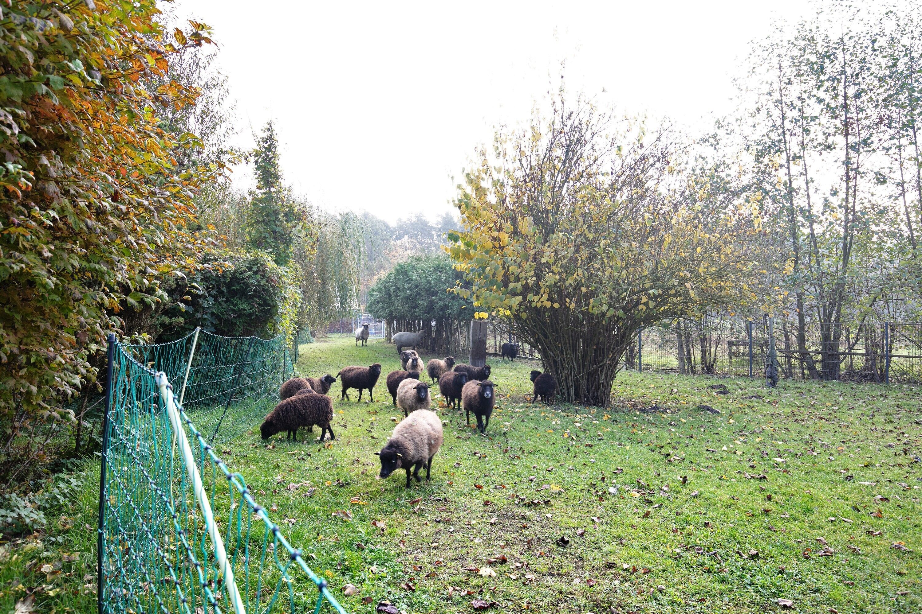 A fenced outdoor area with sheep grazing.