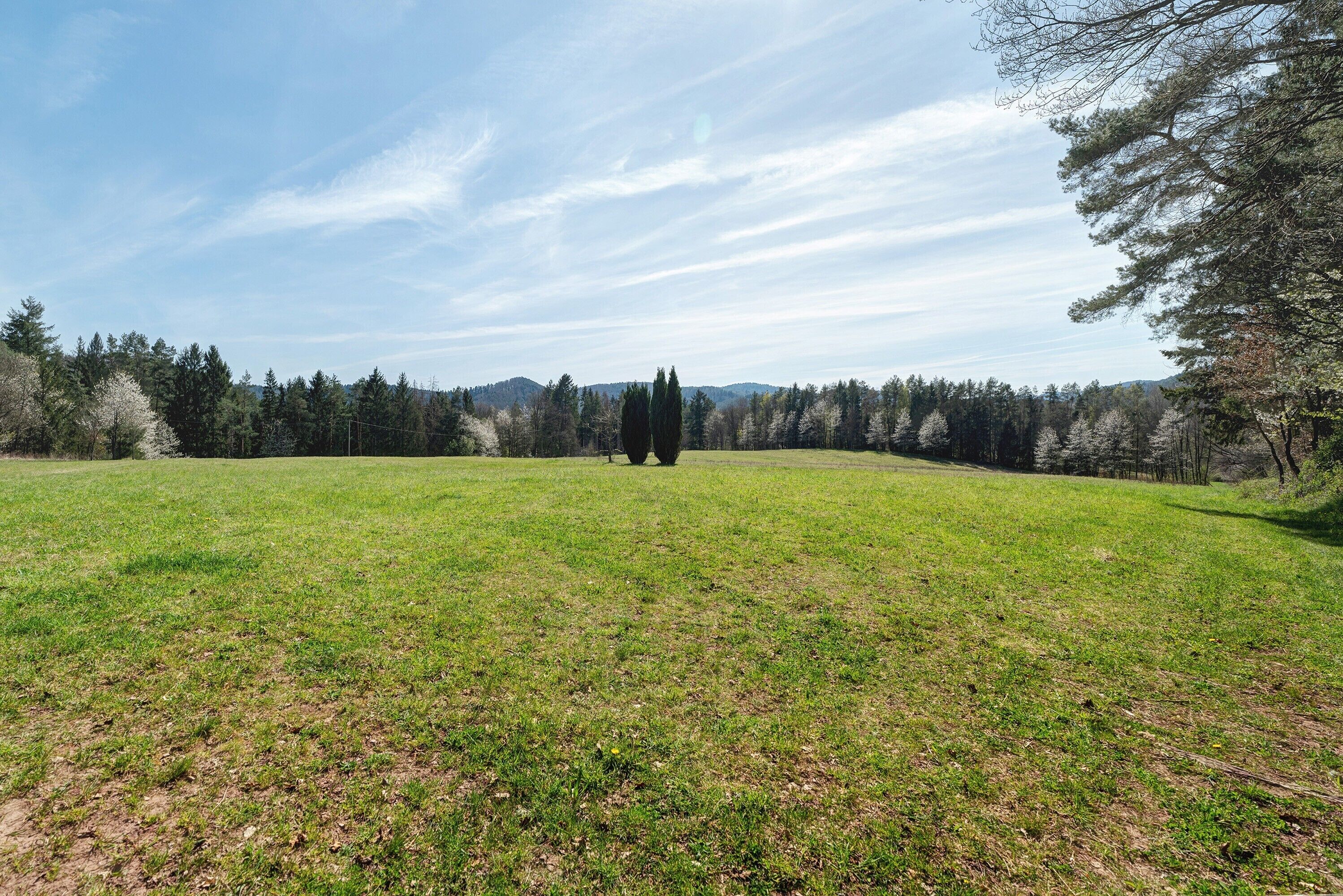 A grassy field with a large tree and a distant mountain range.
